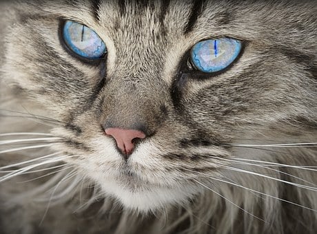 15 Amazing Cat Facts You Probably Didn't Know